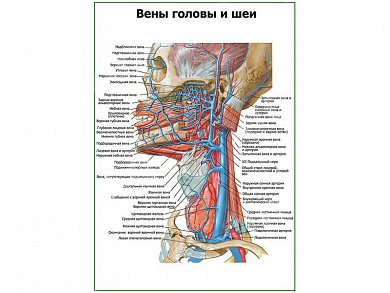 Вены головы и шеи плакат глянцевый А1/А2 (глянцевый A2)