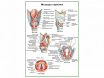 Мышцы гортани, плакат глянцевый А1/А2 (глянцевый A2)