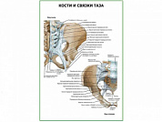 Кости и связки таза плакат глянцевый А1/А2 (глянцевый A2)