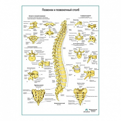 Позвонки и позвоночный столб, плакат глянцевый А1+/А2+ (глянцевая фотобумага от 200 г/кв.м, размер A2+)