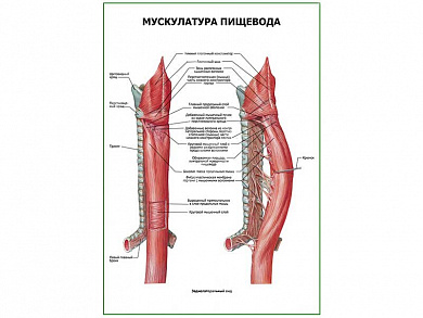 Мускулатура пищевода плакат глянцевый  А1/А2 (глянцевый A2)