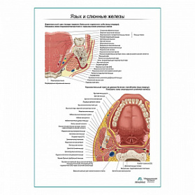 Язык, слюнные железы. Строение, расположение плакат глянцевый  А1+/А2+ (глянцевый холст от 200 г/кв.м, размер A1+)