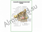 Глазной и верхнечелюстной нервы плакат ламинированный А1/А2 (ламинированный	A2)