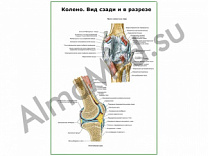 Коленный сустав и связочный аппарат плакат ламинированный А1/А2 (ламинированный	A2)