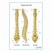Позвоночный столб плакат глянцевый А1+/А2+ (глянцевый холст от 200 г/кв.м, размер A1+)
