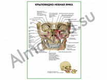 Крыловидно-небная ямка плакат ламинированный А1/А2 (ламинированный	A2)