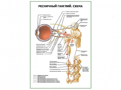 Ресничный ганглий. Схема плакат глянцевый А1/А2 (глянцевый A2)