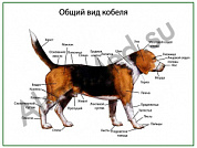 Общий вид собаки (кобель), плакат ламинированный А1/А2 (ламинированный A2)