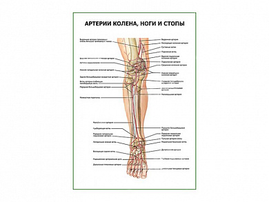Артерии колена, ноги и стопы плакат глянцевый А1/А2 (глянцевый A2)