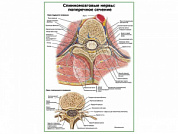 Спинномозговые нервы поперечное сечение плакат глянцевый А1/А2 (глянцевый A1)