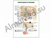 Гипоталамус и гипофиз плакат ламинированный А1/А2 (ламинированный	A2)