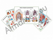 Комплект плакатов для кабинета пульмонолога глянцевый/ламинированный А1/А2 (глянцевый	A2)