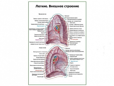 Легкие, внутренняя сторона плакат глянцевый А1/А2 (глянцевый A2)