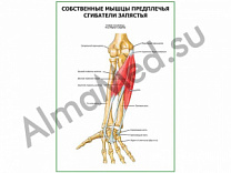 Сгибатели запястья плакат глянцевый/ламинированный А1/А2 (глянцевый	A2)