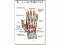 Строение кисти, глубокий слой плакат глянцевый А1/А2 (глянцевый A1)