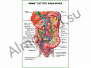 Вены толстого кишечника плакат ламинированный А1/А2 (ламинированный	A2)