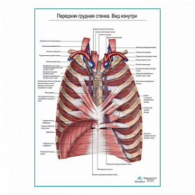 Передняя грудная стенка. Вид изнутри плакат глянцевый А1+/А2+ (глянцевая фотобумага от 200 г/кв.м, размер A1+)