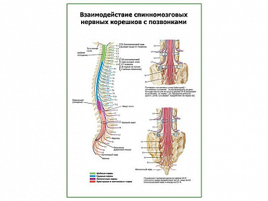 Взаимодействие cпинномозговых корешков и позвонков плакат глянцевый А1/А2 (глянцевый A1)