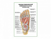 Мышцы подошвенной поверхности стопы (третий слой) плакат глянцевый А1/А2 (глянцевый A2)