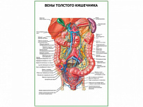 Вены толстого кишечника плакат глянцевый  А1/А2 (глянцевый A1)