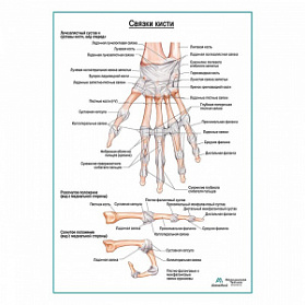 Связки кисти плакат глянцевый А1+/А2+ (глянцевая фотобумага от 200 г/кв.м, размер A2+)