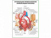 Артериальное кровоснабжение прямой кишки мужчины плакат глянцевый А1/А2 (глянцевый A1)