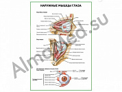Наружные мышцы глаза плакат глянцевый/ламинированный А1/А2 (глянцевый	A2)