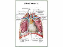 Сердце на месте плакат глянцевый А1/А2 (глянцевый A2)