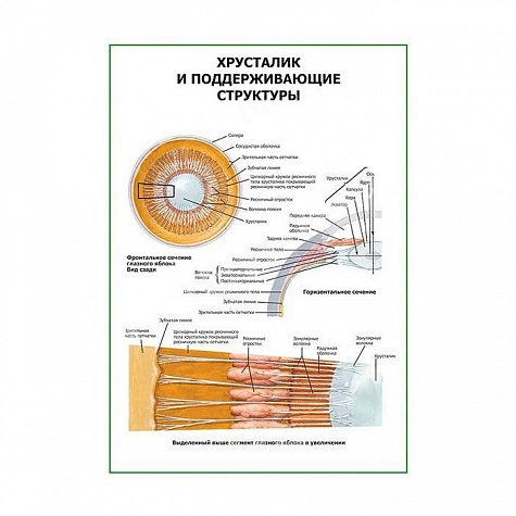 Хрусталик и поддерживающие структуры плакат глянцевый А1/А2 (глянцевый A2)