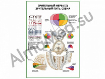 Зрительный нерв (II) Зрительный путь. Схема плакат глянцевый/ламинированный А1/А2 (глянцевый	A2)