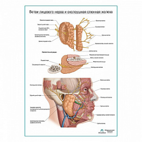Ветви лицевого нерва и околоушная железа плакат глянцевый А1+/А2+ (глянцевая фотобумага от 200 г/кв.м, размер A2+)