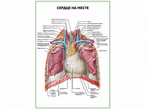 Сердце на месте плакат глянцевый А1/А2 (глянцевый A1)