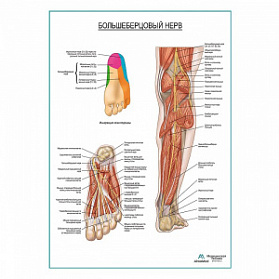 Большеберцовый нерв плакат глянцевый А1+/А2+ (глянцевый холст от 200 г/кв.м, размер A1+)