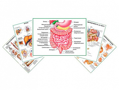 Комплект плакатов для кабинета гастроэнтеролога глянцевый А1/А2 (глянцевый A1)