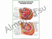 Внутренние женские половые органы плакат ламинированный А1/А2 (ламинированный	A2)