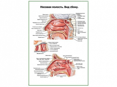 Носовая полость, вид сбоку, плакат глянцевый А1/А2 (глянцевый A1)