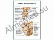 Ствол головного мозга плакат глянцевый/ламинированный А1/А2 (глянцевый	A2)