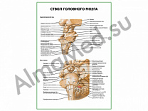 Ствол головного мозга плакат глянцевый/ламинированный А1/А2 (глянцевый	A2)