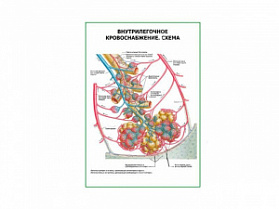 Внутрилегочное кровоснабжение. Схема плакат глянцевый А1/А2 (глянцевый A2)