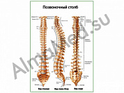 Позвоночный столб плакат ламинированный А1/А2 (ламинированный	A2)