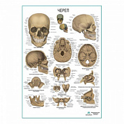 Череп человека, плакат глянцевый А1+/А2+ (глянцевый холст от 200 г/кв.м, размер A1+)