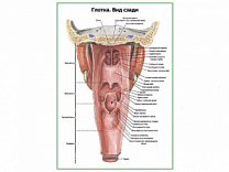 Глотка, вид сзади плакат глянцевый А1/А2 (глянцевый A2)