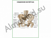 Соединение костей таза плакат глянцевый/ламинированный А1/А2 (глянцевый	A2)