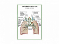 Лимфатические сосуды и узлы легких плакат глянцевый А1/А2 (глянцевый A2)