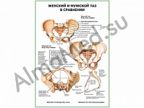 Женский и мужской таз в сравнении плакат глянцевый/ламинированный А1/А2 (глянцевый	A2)