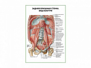 Задняя брюшная стенка. Вид изнутри плакат глянцевый А1/А2 (глянцевый A1)