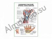 Сухожилия сгибателей, артерии, нервы плакат ламинированный А1/А2 (ламинированный	A2)