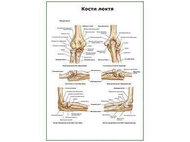 Кости локтя плакат глянцевый А1/А2 (глянцевый A2)