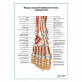 Мышцы тыльной поверхности стопы, глубокий слой плакат глянцевый А1+/А2+ (глянцевая фотобумага от 200 г/кв.м, размер A1+)
