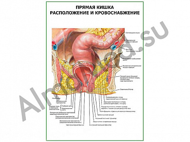 Прямая кишка. Расположение и кровоснабжение плакат глянцевый/ламинированный А1/А2 (глянцевый	A2)